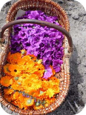 Soucis et mauves dans un panier de récolte